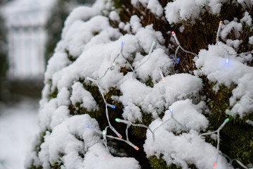 Snow-covered shrub with colorful LED lights, creating a winter garden decoration with soft illumination on the plant branches