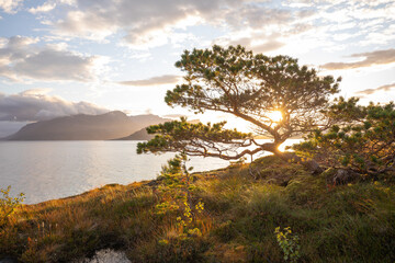 Waldkiefer mit Sonnenstern am norwegischen Fjord. Sonnenaufgang bei Bodø, Nordland, Norwegen.