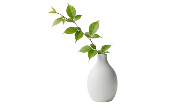 White ceramic vase holding a green leafy branch with delicate new growth, isolated on a transparent background, cutout, PNG