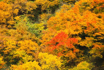 山肌を彩る紅葉