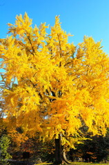 黄色が鮮やかな銀杏の黄葉