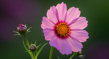 Obraz premium Pink Chrysanthemum Trio