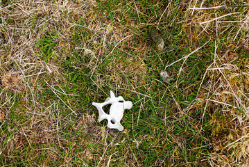 A single weathered vertebra lies on the ground among dry grass and moss in the Falklands, symbolizing nature's cycle.