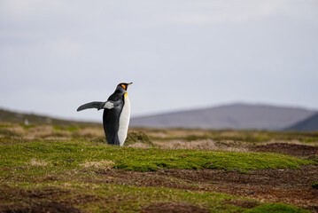 A solitary king penguin (Aptenodytes patagonicus) stretches its wing while standing tall on a mossy plain. 