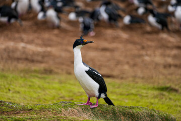 Close-up of an imperial cormorant standing on green moss in the Falkland Islands. A large colony of similar birds is seen blurred in the background on the dry, earthy slope behind it.