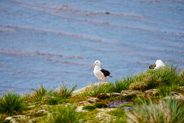 A black-browed albatross stands calmly on a mossy cliff above the ocean, surrounded by wild grass. The backdrop of the Falkland Islands coastline completes this peaceful wildlife scene.