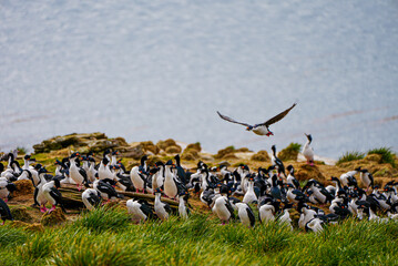 A dense colony of imperial cormorants nests on a grassy cliff near the sea in the Falkland Islands, while one bird is captured mid-flight above the others with the ocean in the background.