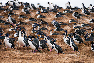 A large nesting colony of imperial shags fills the frame, with birds standing close together on dry, earthy terrain. The crowded scene captures the wild, untouched nature of the Falkland Islands coast