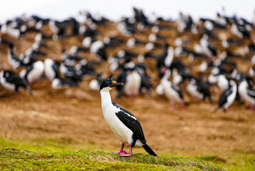Close-up of an imperial cormorant standing on green moss in the Falkland Islands. A large colony of similar birds is seen blurred in the background on the dry, earthy slope behind it.
