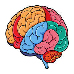 human brain isolated on white