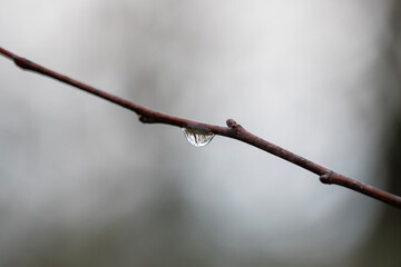 A single water droplet hangs delicately from a bare branch, set against a softly blurred background