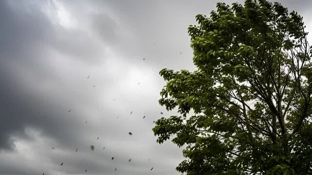 Powerful windstorm dramatically buffets tree during intense weather event outdoors