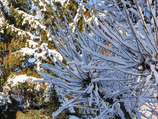 Fairytale patterns  of tree branches dusted with snow