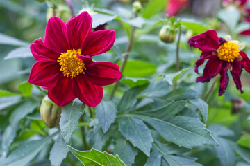 red and yellow flowers