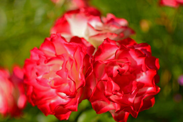 biało-różowa róża w ogrodzie, pink rose in the garden, róża rabatowa odmiana 