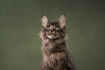 A fluffy kitten sits calmly against a green background, its soft fur catching the light. The composition highlights its serene demeanor and natural charm.