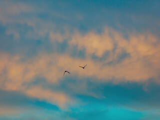 bird flying over the sunset clouds