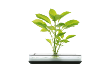 Smart Plant Health Monitor with Moisture and Light Feedback isolated on transparent background