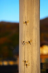 木の柱に止まる赤とんぼ