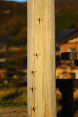 木の柱に止まる赤とんぼ