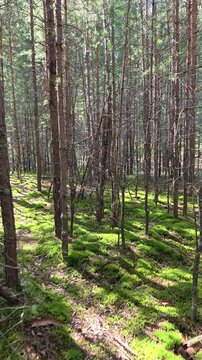 Vertical video of Walk through a mossy pine forest in summer season.