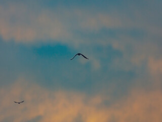 bird flying over the sunset clouds