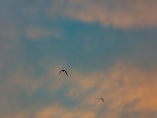 bird flying over the sunset clouds