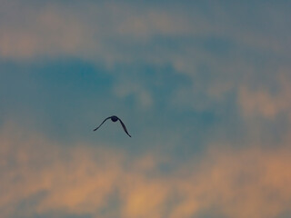 bird flying over the sunset clouds