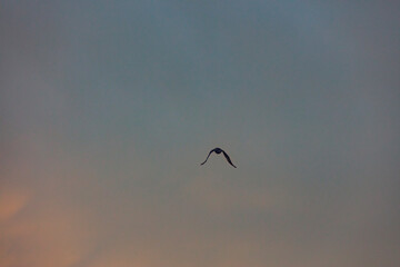 bird flying over the sunset clouds