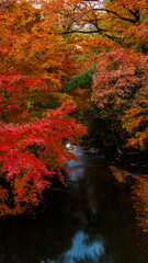 横宿橋の紅葉　茨城　城里町　絶景　縦構図