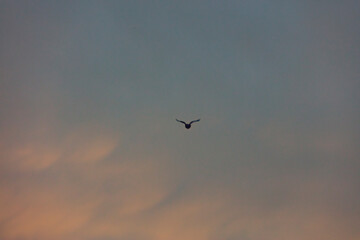bird flying over the sunset clouds