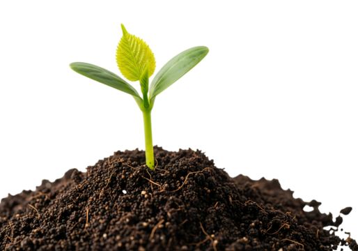 A young green sprout emerging from rich dark soil isolated on transparent background