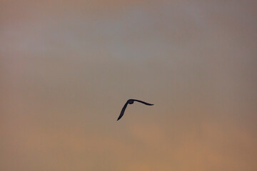 bird flying over the sunset clouds