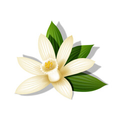 The vanilla flower with green leaves realistic 3d vector mockup isometric view with shadows isolated on white, a delicate orchid blossom used for natural flavor, food, and cosmetic product design.