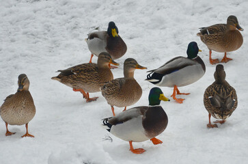 Group of wild ducks mallard standing on the snow in winter park.Winter, nature, environment, fauna, wild birds , wildlife protection .