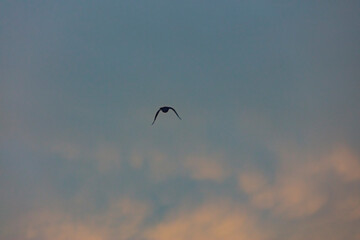bird flying over the sunset clouds
