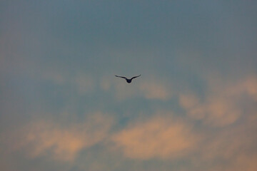 bird flying over the sunset clouds