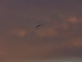 bird flying over the sunset clouds