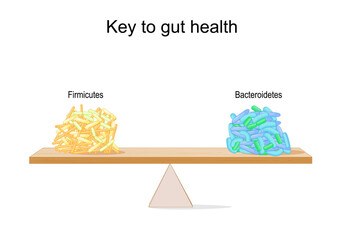 Firmicutes and Bacteroidetes Balance
