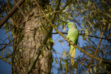 Male rose-ringed parakeet perched on a tree branch in natural sunlight