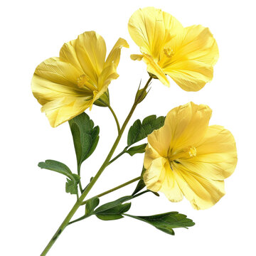 Yellow primrose flowers, botanical bloom cluster with green leaves, delicate spring floral clipart PNG for design isolated PNG with Transparent Background