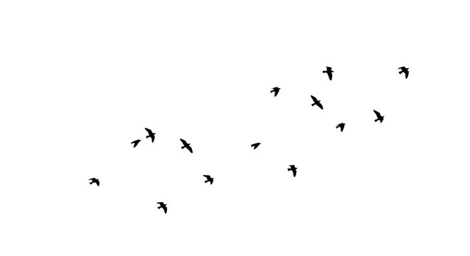 Minimalist flock of birds flying in a white sky freedom and simplicity
