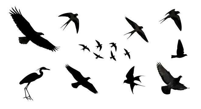 Diverse bird silhouettes in flight against a white background