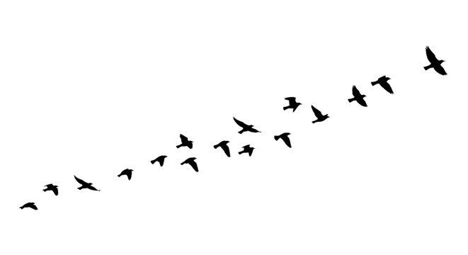 Silhouette of birds flying in formation against a white background for design