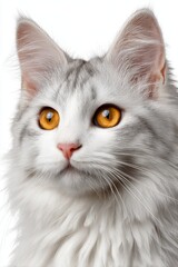 Obraz premium Captivating Gaze of a Purebred Angora Cat with Gentle Silver and White Fur and Striking Amber Eyes