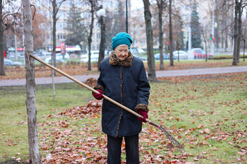 Autumn harvesting work of dead leaves in a perk. Elderly woman using a rake removes dead leaves from the lawn. Work in the fresh air of the elderly.