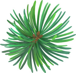 Christmas tree green fir pine leaves illustration.