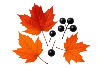 Autumn maple leaves and dark berries on a transparent background for fall season design elements
