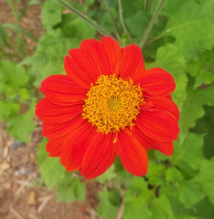orange-red flower, close-up, yellow center, vibrant bloom, green leaves, nature, garden, summer flower