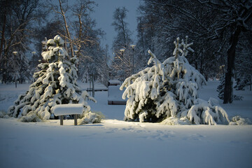 Winter Park Snowy Scene With Snow-Covered Trees, Bench, and Soft Evening Lights at Dusk